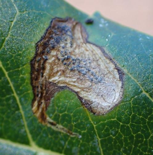Réf. 210 757 : Amauromyza fraxini